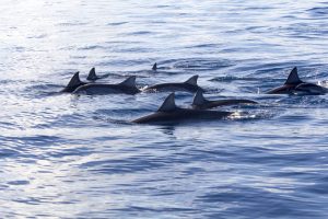 Visiter l’île Maurice nager avec les dauphins